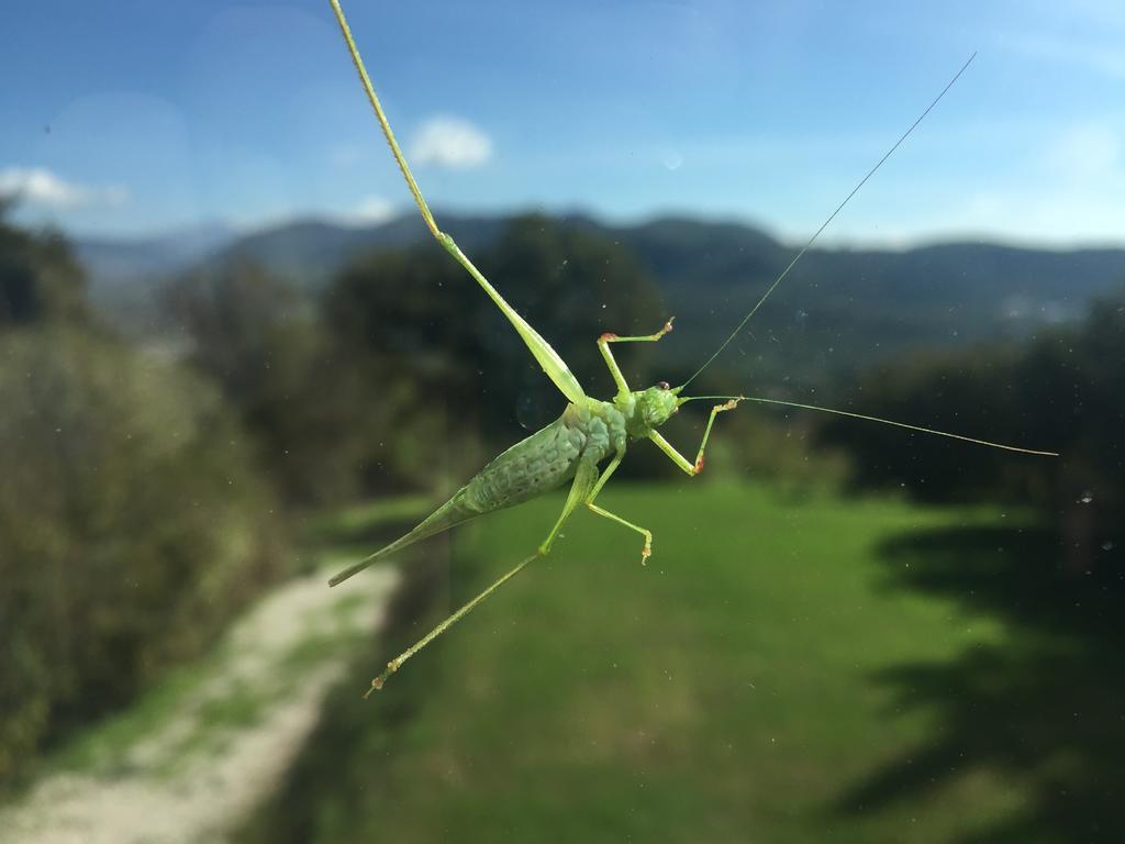 Agriturismo La Vecchia Quercia San Cipriano Picentino Exteriér fotografie